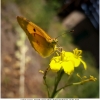 colias croceus imago4 don